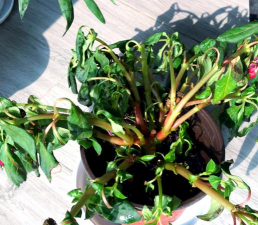 家庭养花用生根粉