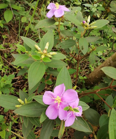 广西有什么植物