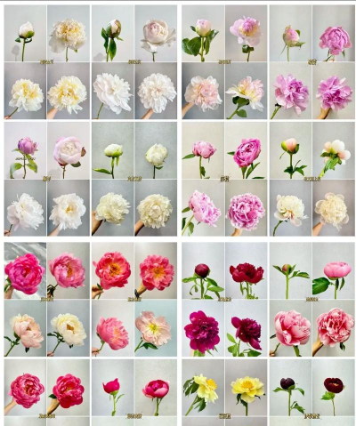 芍药有哪些品种