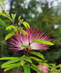 合欢是什么植物