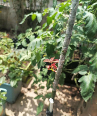 家庭养花用生根粉