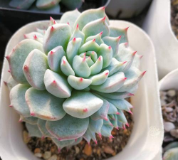 红爪多肉一直发绿怎么办