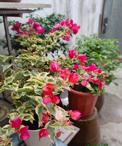 家庭养花用生根粉