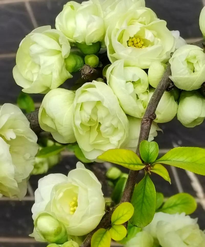 绿色海棠什么名字