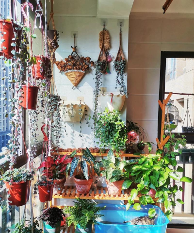 家庭养花用生根粉