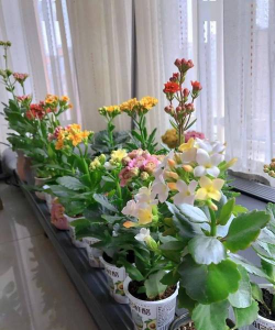 家庭养花用生根粉