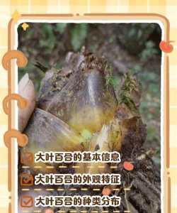 大叶百合花怎么干尖