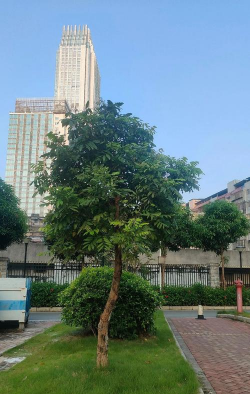 在南宁种什么树好