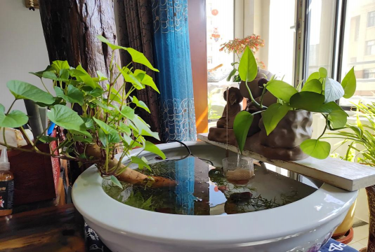 家庭养花用生根粉