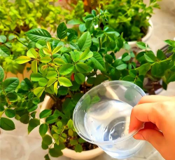 家庭养花用生根粉