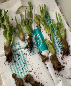 家庭养花用生根粉