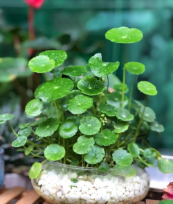 金钱草花怎么一出来