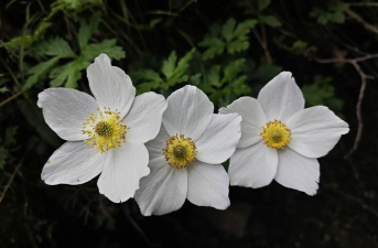 岩生花卉有哪些