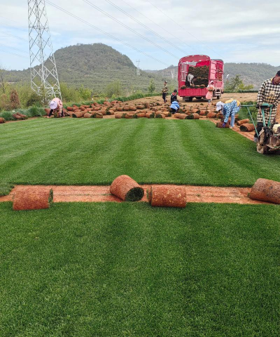 混播草坪有哪些