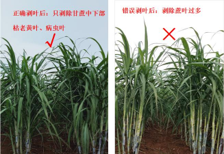 夏秋甘蔗伸长期的田管技术