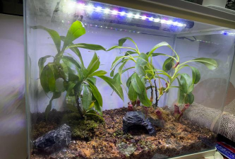 家庭养花用生根粉