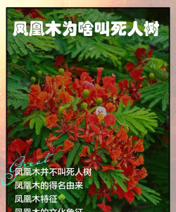 凤凰木为什么叫凤凰木