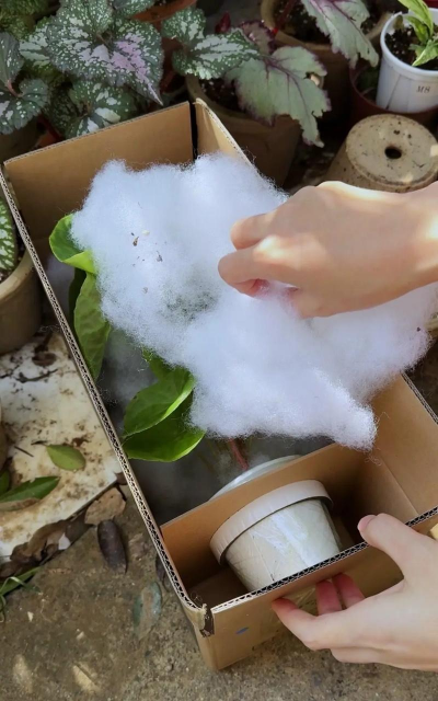 家庭养花用生根粉