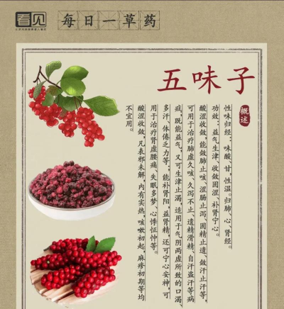 五味子怎么看野生和养殖