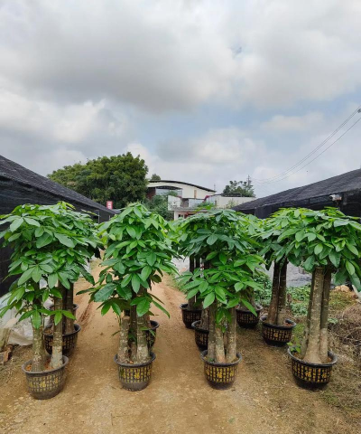 种什么苗木最赚钱