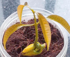 家庭养花用生根粉