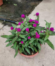 家庭养花用生根粉