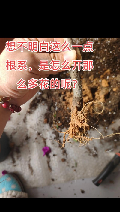 家庭养花用生根粉