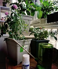 家庭养花用生根粉