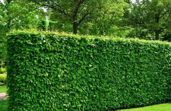 绿篱一般用什么