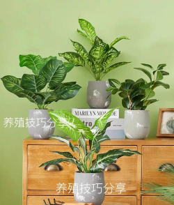 家庭养花用生根粉