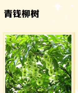 柳树有什么品种