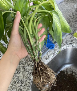 家庭养花用生根粉