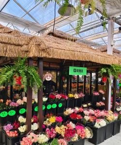 家庭养花用生根粉