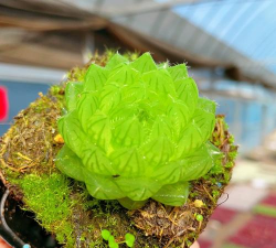 樱水晶用什么土