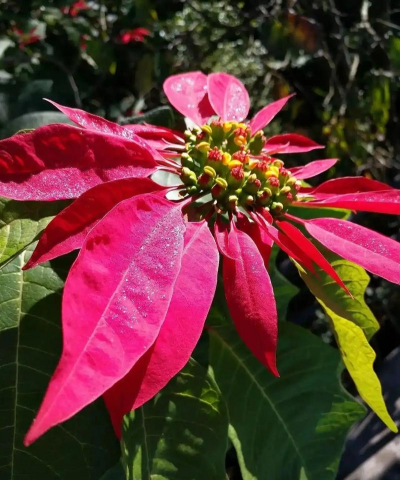 家庭养花用生根粉