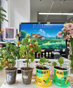 家庭养花用生根粉