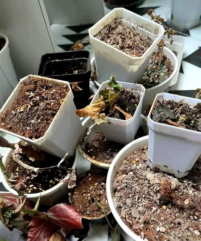 家庭养花用生根粉