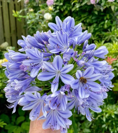 清丽雅致的百子莲 清丽雅致的百子莲