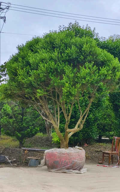 有哪些好丛生乔木