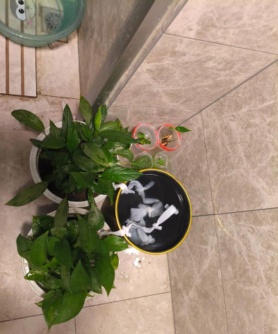 出差一个月盆花怎么办