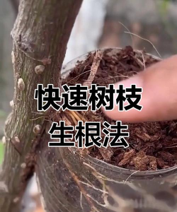 灌根起树移植大树方法 灌根起树移植大树方法