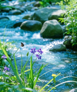 家庭养花用生根粉