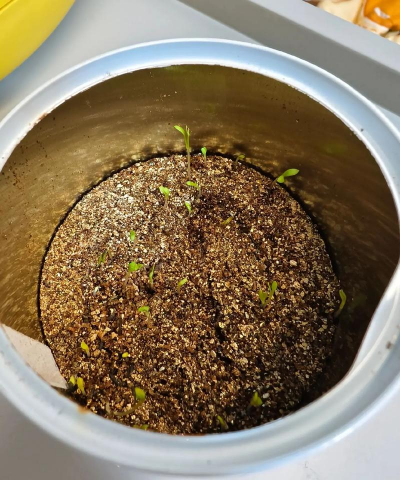 金鸡菊什么时候发芽