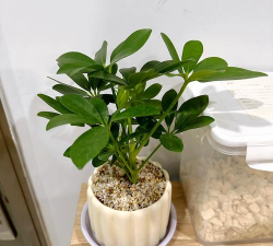 方盆适合养什么植物