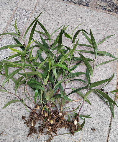 家庭养花用生根粉