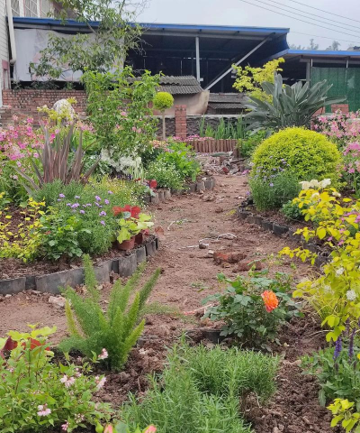 家庭养花用生根粉