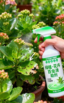 家庭养花用生根粉