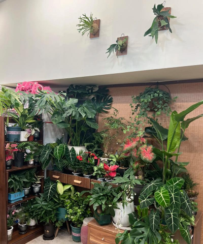 家庭养花用生根粉