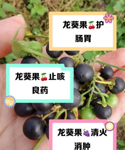 龙葵果有什么作用