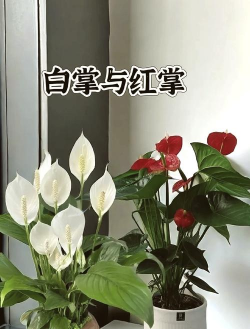 红掌白掌一起养会怎么样